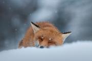 冬天睡在雪地里的赤狐壁纸