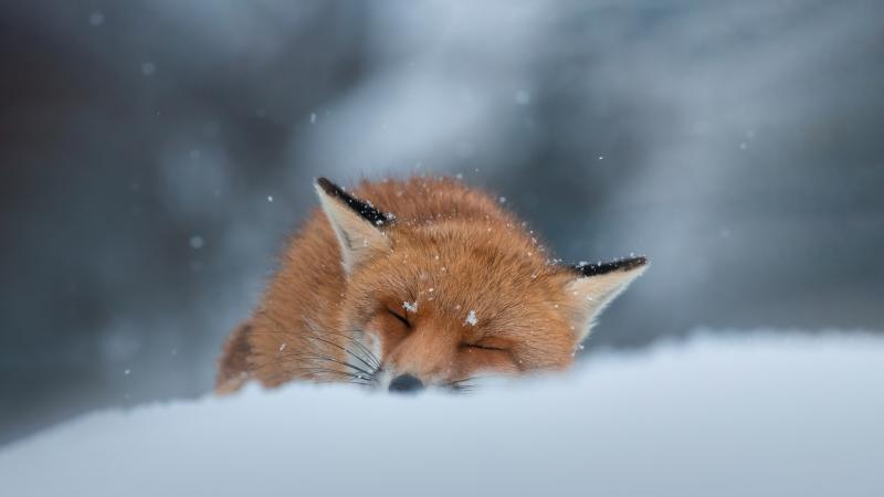 冬天睡在雪地里的赤狐壁纸