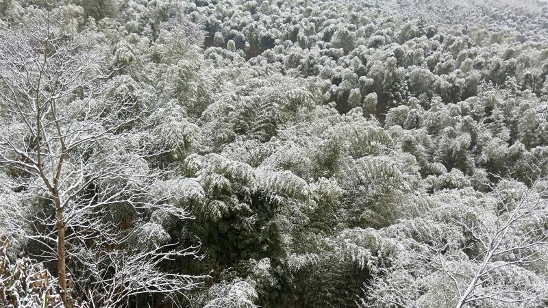 原创 竹林 雪景 冬天竹子风景壁纸